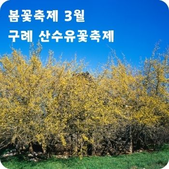 봄꽃축제 3월 광양 매화축제 구례 산수유꽃축제