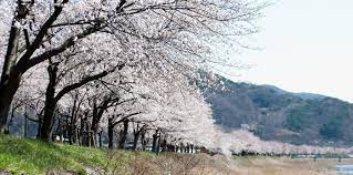  주산벚꽃축제 기본일정과 프로그램 소개