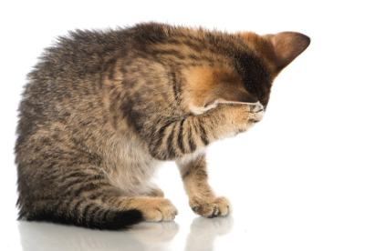 귀를 긁는 고양이.