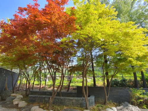 [정원수목]소형 정원에 딱 맞는 포인트 수목 추천 리스트