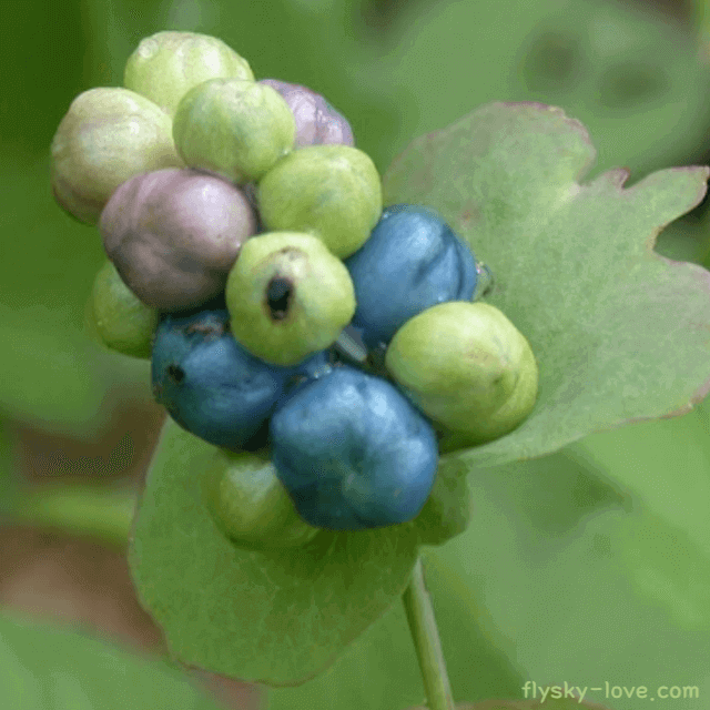 사광이풀 (며느리배꼽)