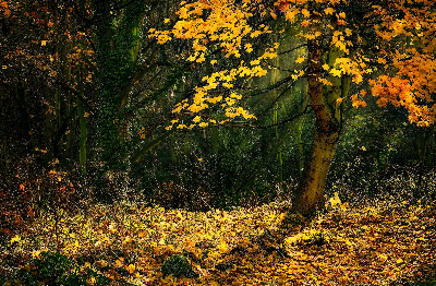 단풍절정시기_단풍명소