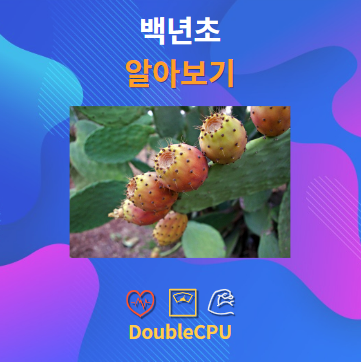 백년초 알아보기