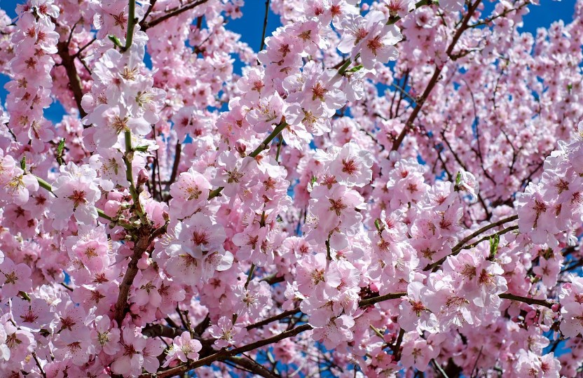 2025 인천 벚꽃 축제 | 자유공원 & 월미공원 개화 시기부터 프로그램까지!