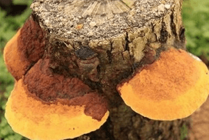 상황버섯 효능15