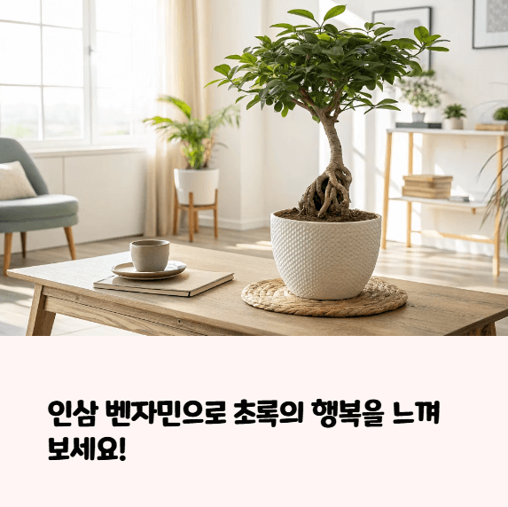 인삼 벤자민