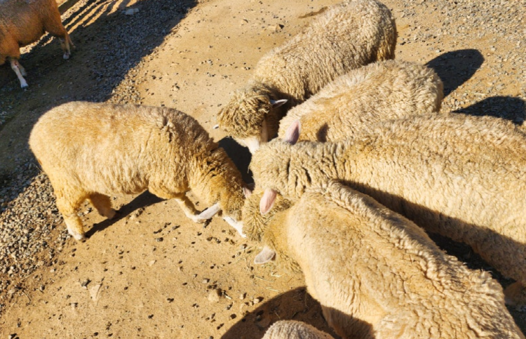 가평 양떼목장