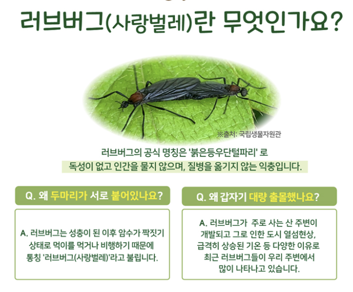 러브버그 퇴치방법 출몰시기 익충 수명 총정리