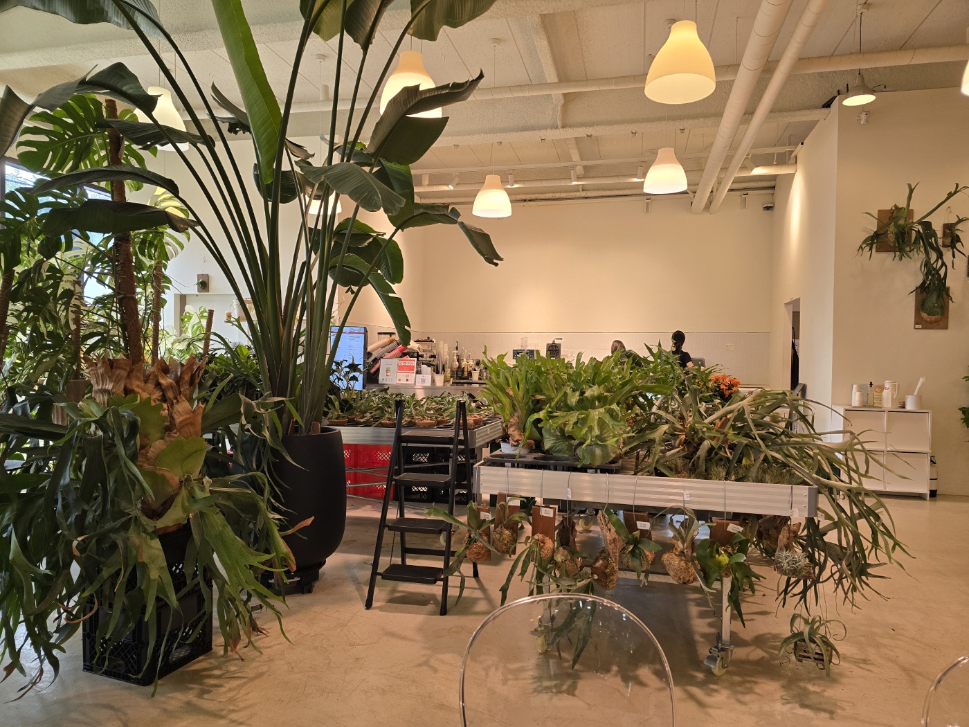 로이스터스카페내에있는 화려한 식물들