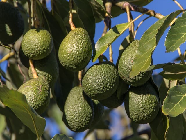 불포화 지방산이 풍부한 아보카도 오일