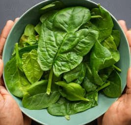 시금치 효능 부작용 고르는법 칼로리