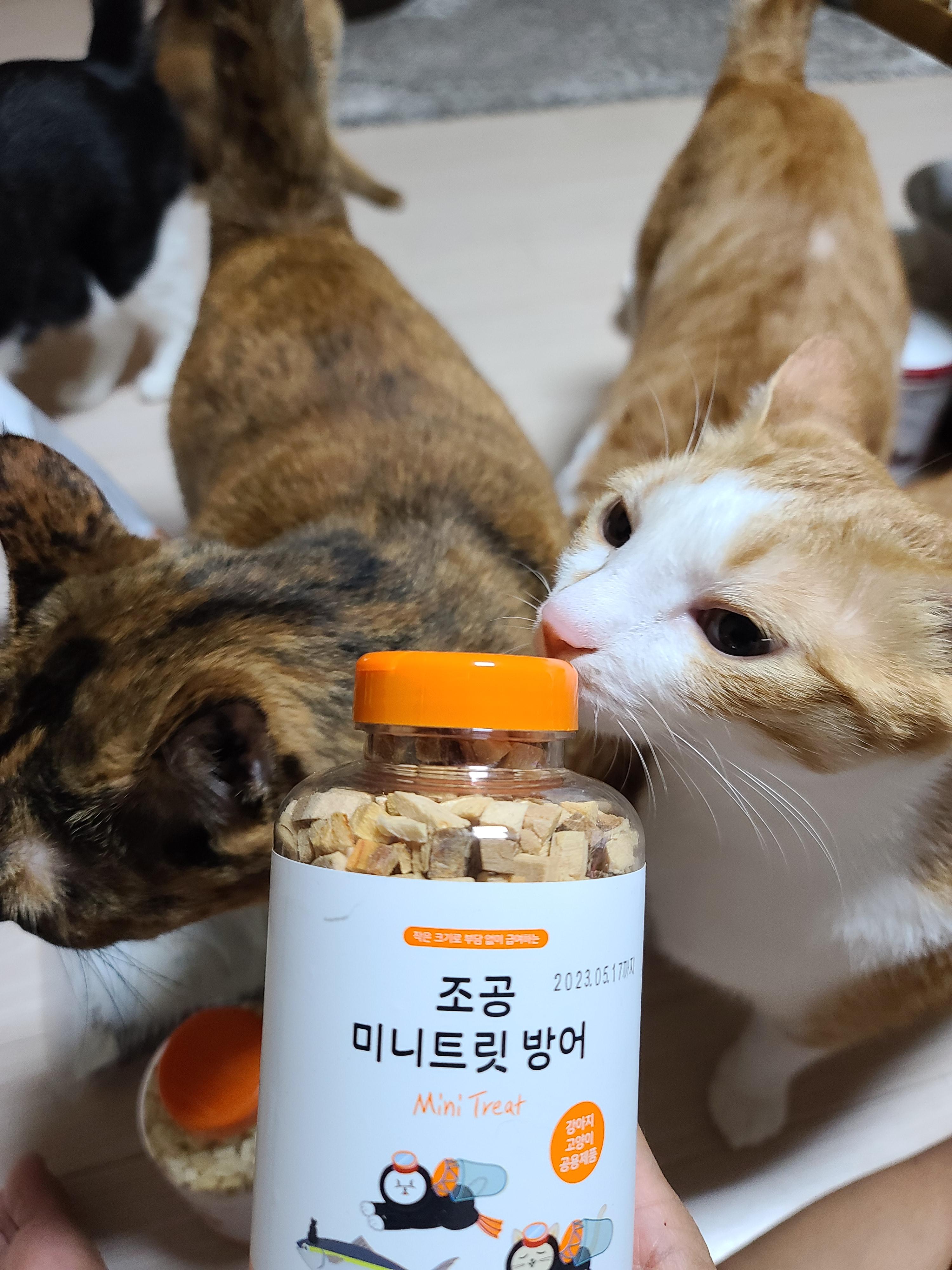 아이들의 간식꾸러미가 도착했다! 고양이들 여름나기 간식 구비 완료!