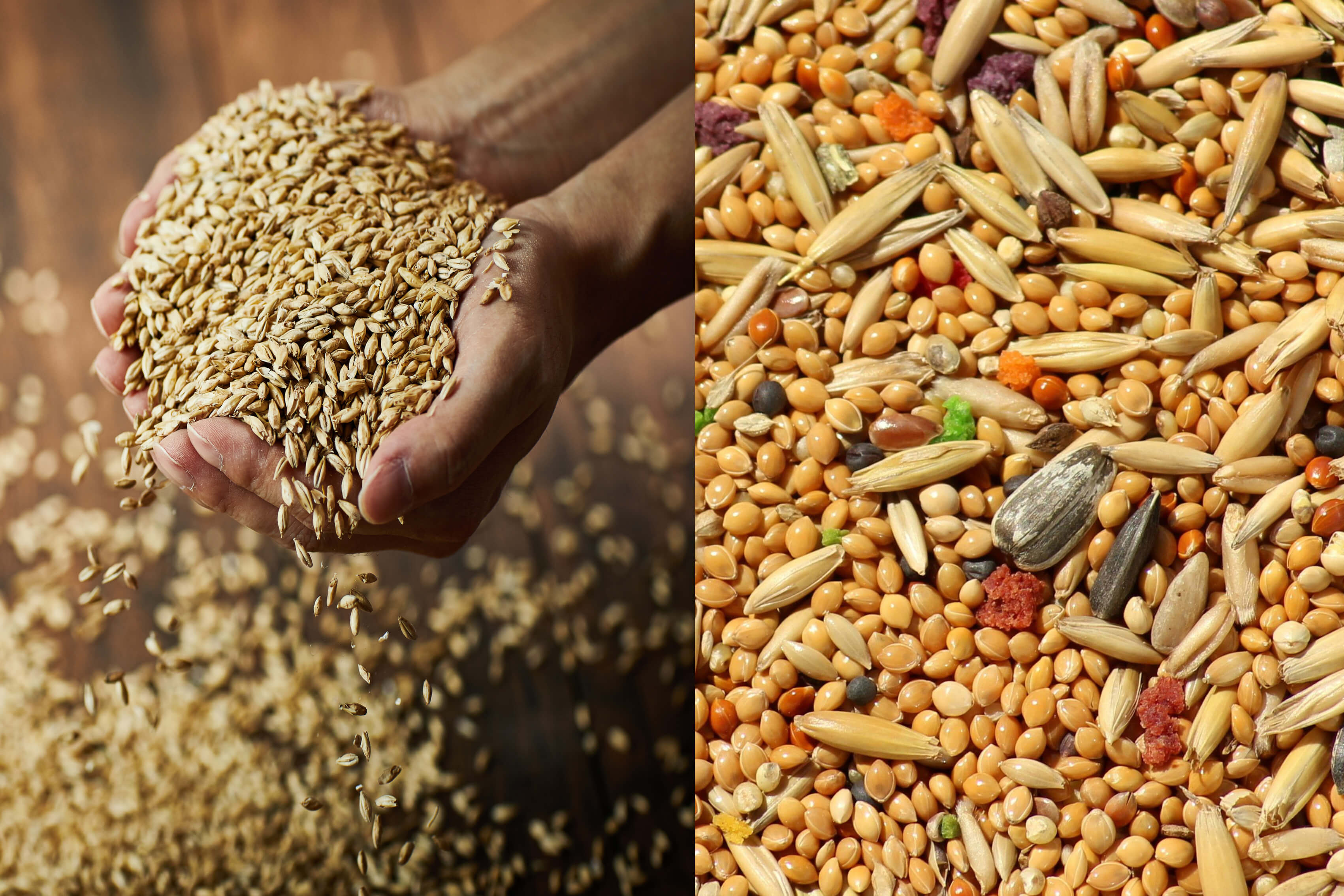 귀리 현미 조 카무트