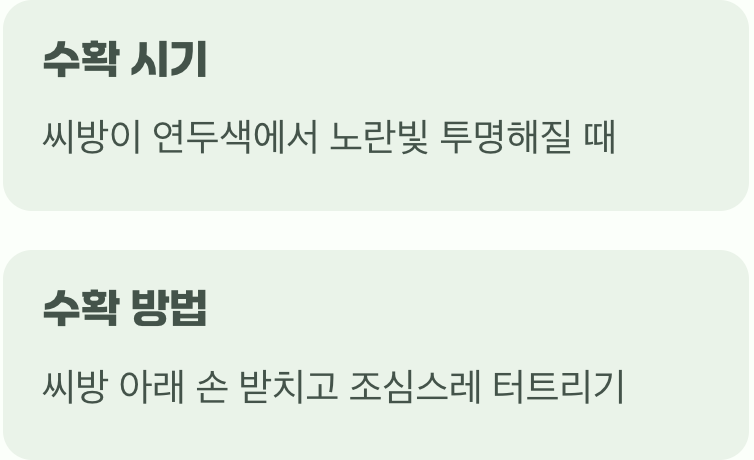 톡! 터지는 즐거움, 씨앗 받기