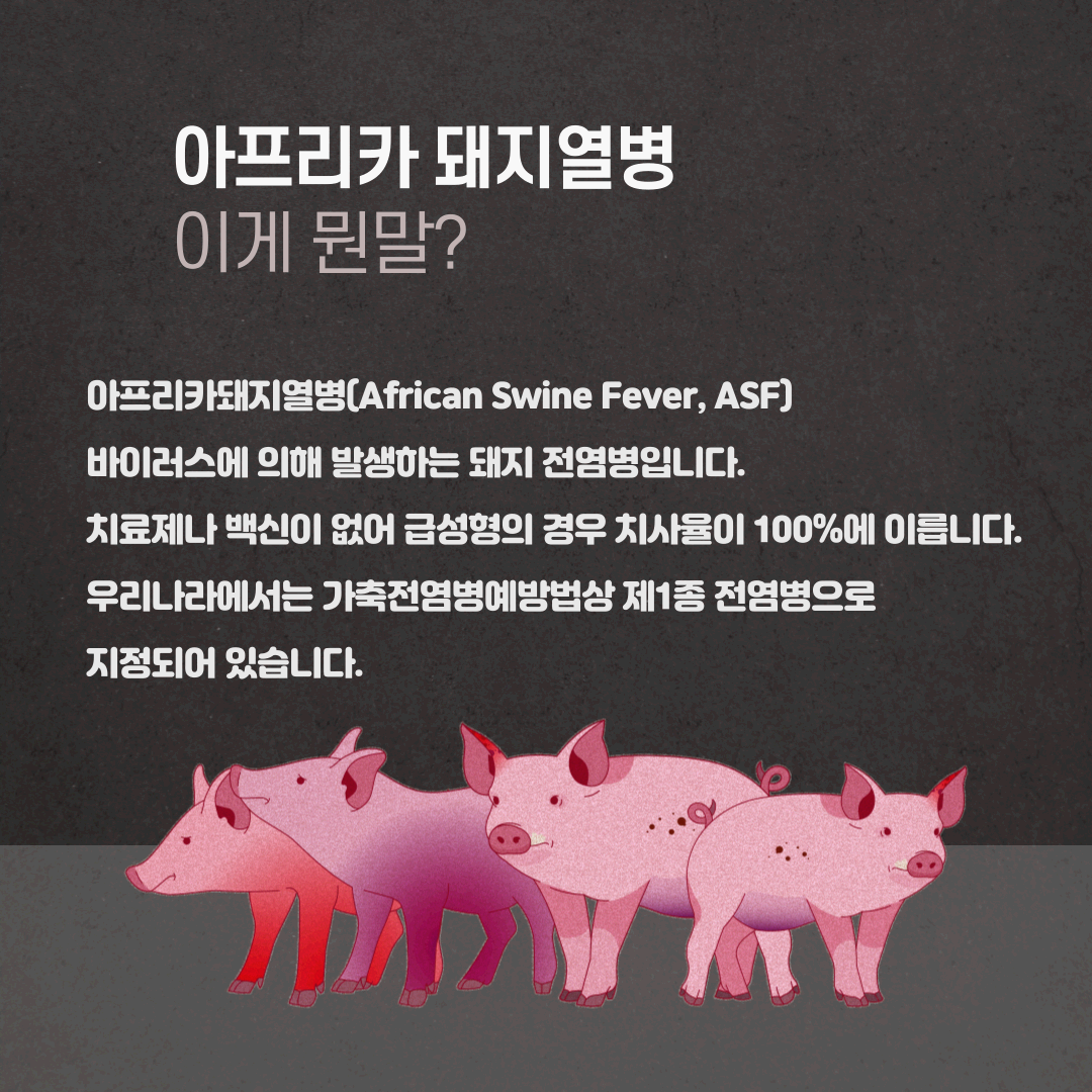 아프리카 돼지열병