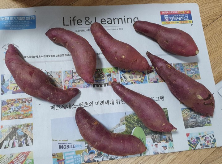 고구마 세척법과 보관법