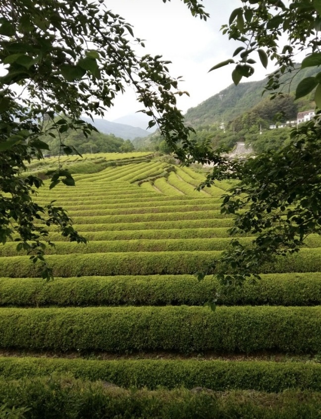 지리산 화개 녹차밭의 싱그러운 초록빛 풍경
