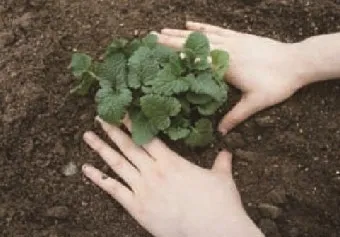 레몬밤 재배 반그늘 배치 화분 재배 잎 차로 활용_8