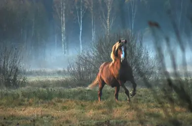 말 꿈해몽