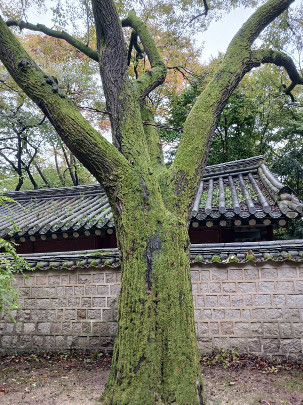 후원 뽕나무