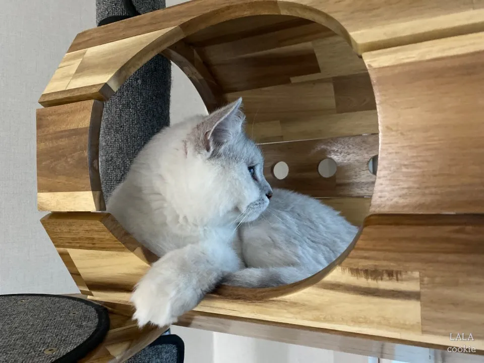 고양이-캣타워-추천-캣타워에서-쉬는-고양이