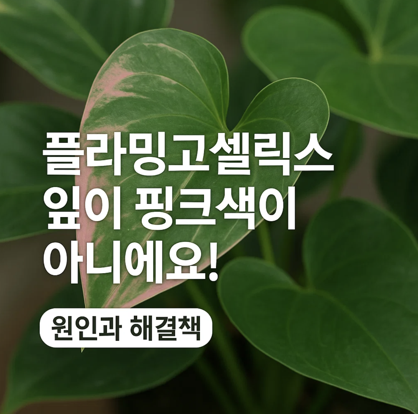 플라밍고셀릭스 잎이 핑크색이 아니에요! 원인과 해결책