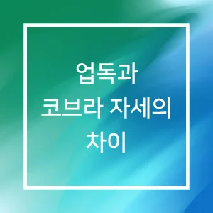 업독과 코브라자세의 차이