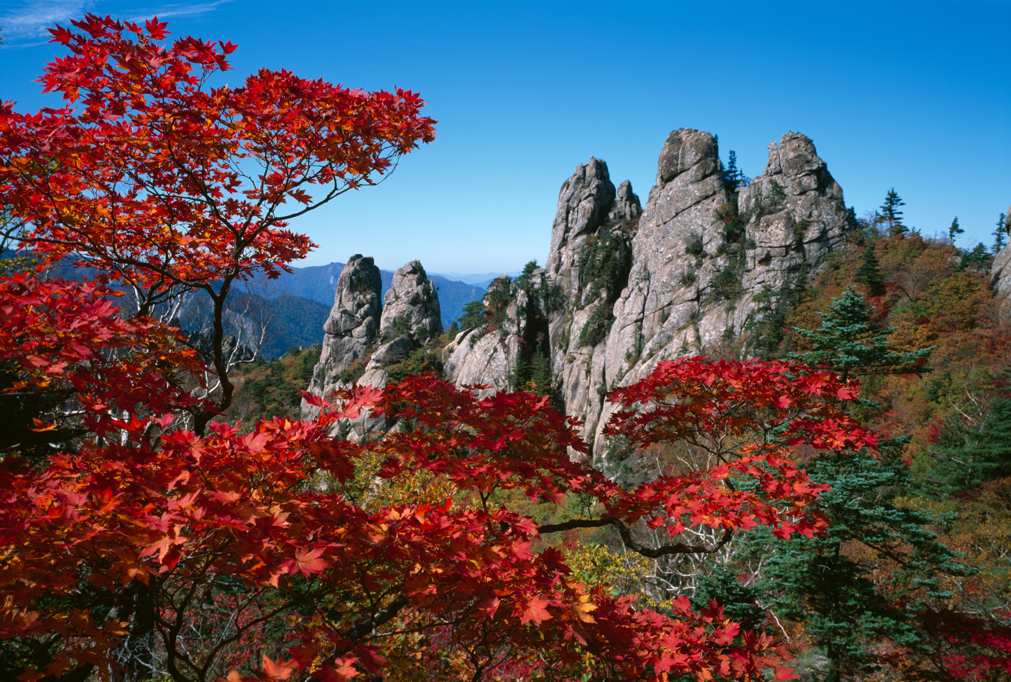 설악산 단풍이 붉게 물든 용아장성