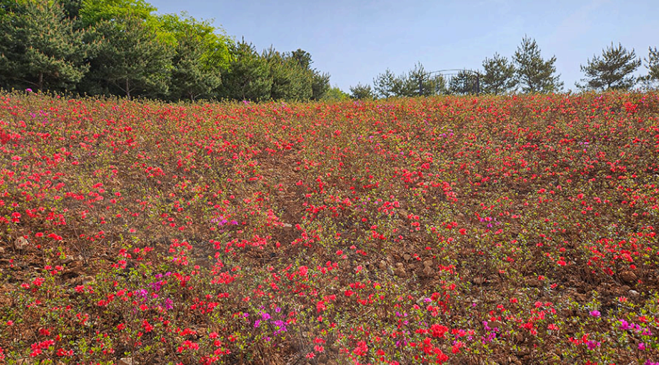 [4월 봄꽃 축제]제3회 영인산 철쭉제❘기간, 일정, 프로그램, 철쭉 개화 상황정리