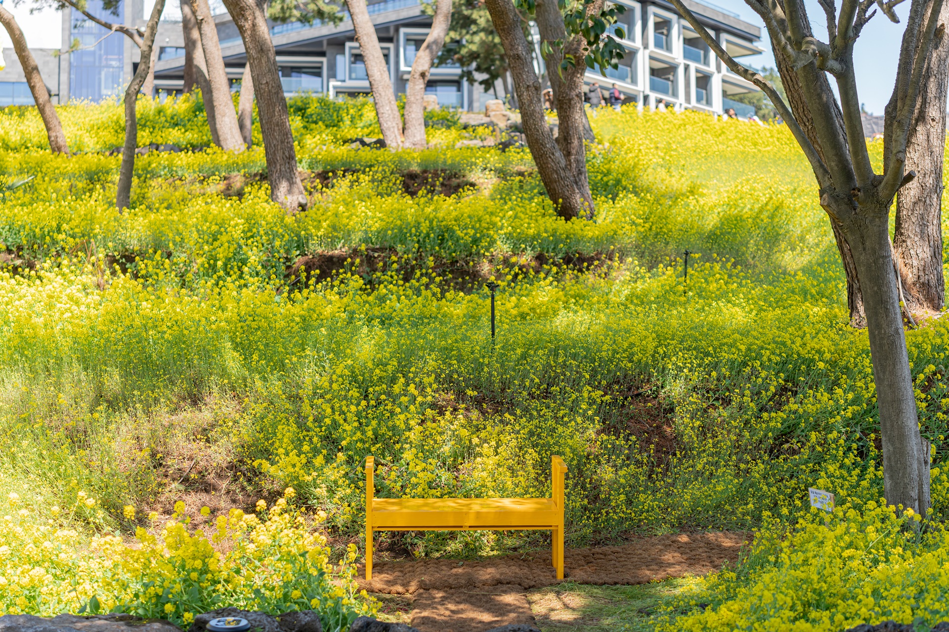 #JW가든 #JW메리어트제주 #댄싱두루미 #더플라잉호그 #아일랜드키친 #유채꽃 #제주사진 #제주여행 #제주유채꽃 #제주호텔