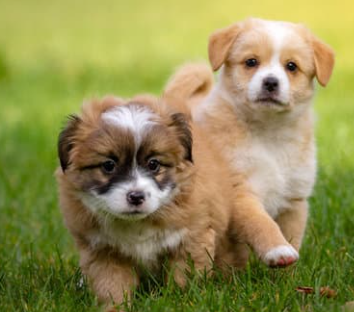 강아지 귀여운 사진 보는 순간 심쿵! 하루 스트레스 풀리는 힐링 모음집