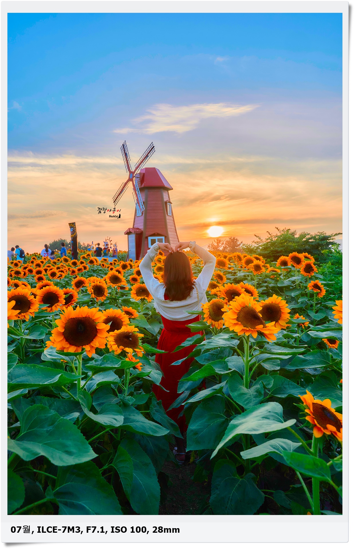 강주 해바라기 일몰