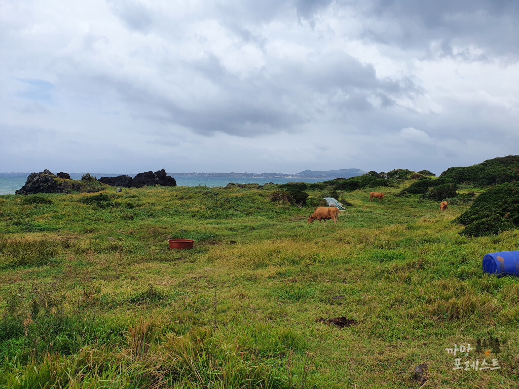 제주 고망난 돌 들판
