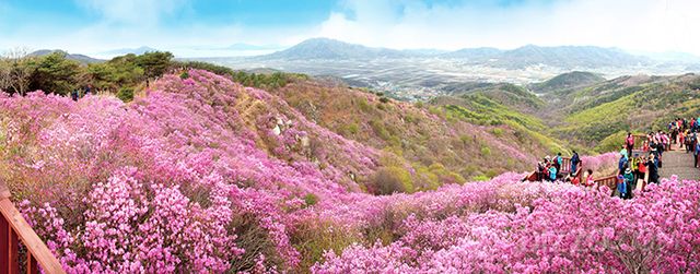 인천의 봄꽃 명소 추천