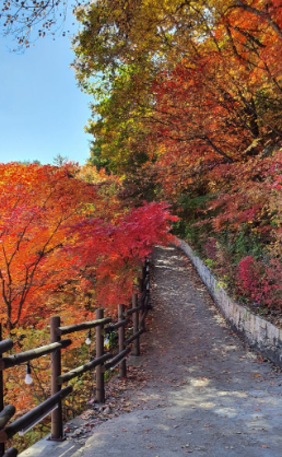 강원도 2025 단풍 산행 추천 코스 ❘ 설악산&middot;오대산&middot;치악산 절정 시기 안내
