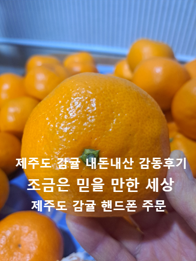 아직도 믿을 만한 세상 제주도 감귤 내돈내산 감동후기 제주도 감귤의 효능