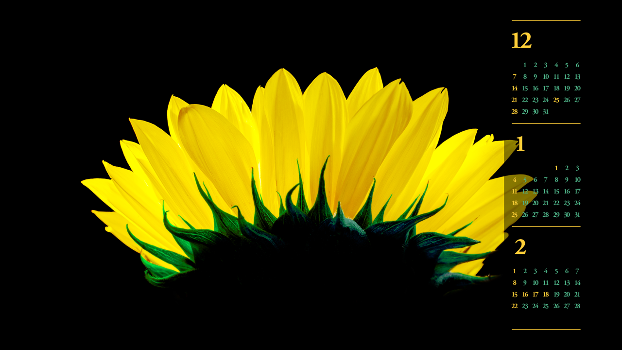 06 해바라기 검정배경 B - 2026년1월 달력배경화면