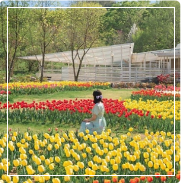 피나클랜드 튤립이미지 출처: 피나클랜드 홈페이지