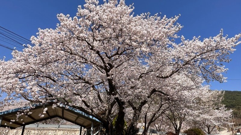 벚꽃축제 / 전라도 벚꽃축제 BEST 5/ 벚꽃명소