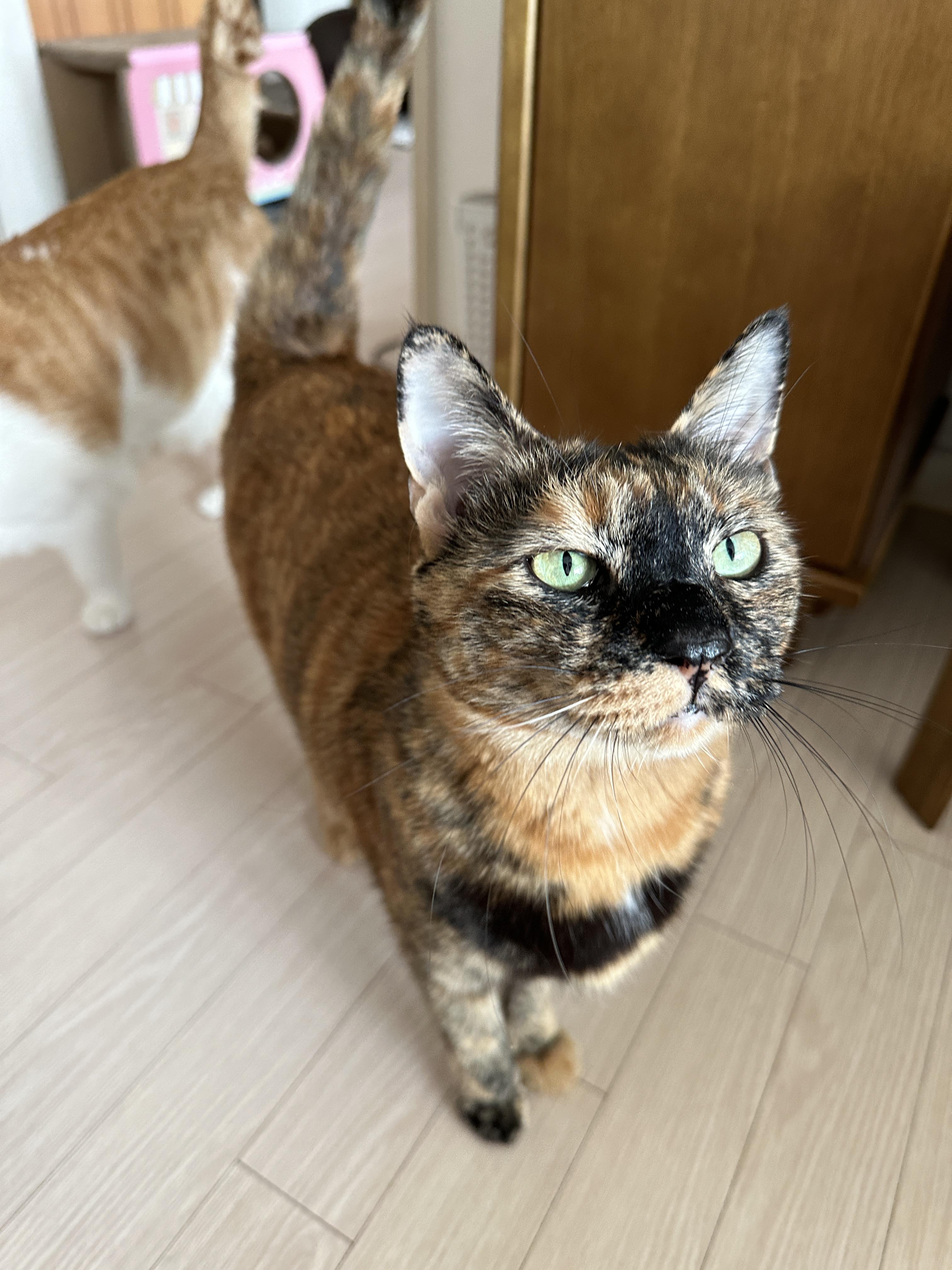 간식앞에서 기다릴줄 아는 '기다려'하는 고양이 사랑이 (feat.건이랑 막둥이)