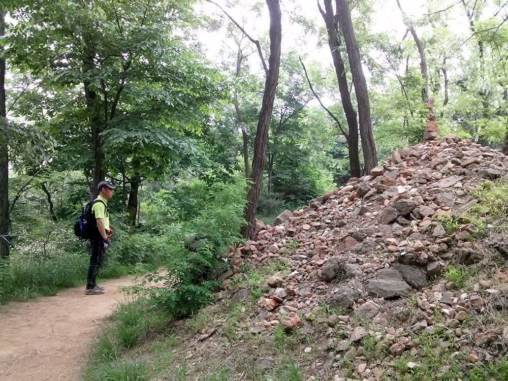 백련산(Baengnyeonsan Mountain)의 소나무 능선길