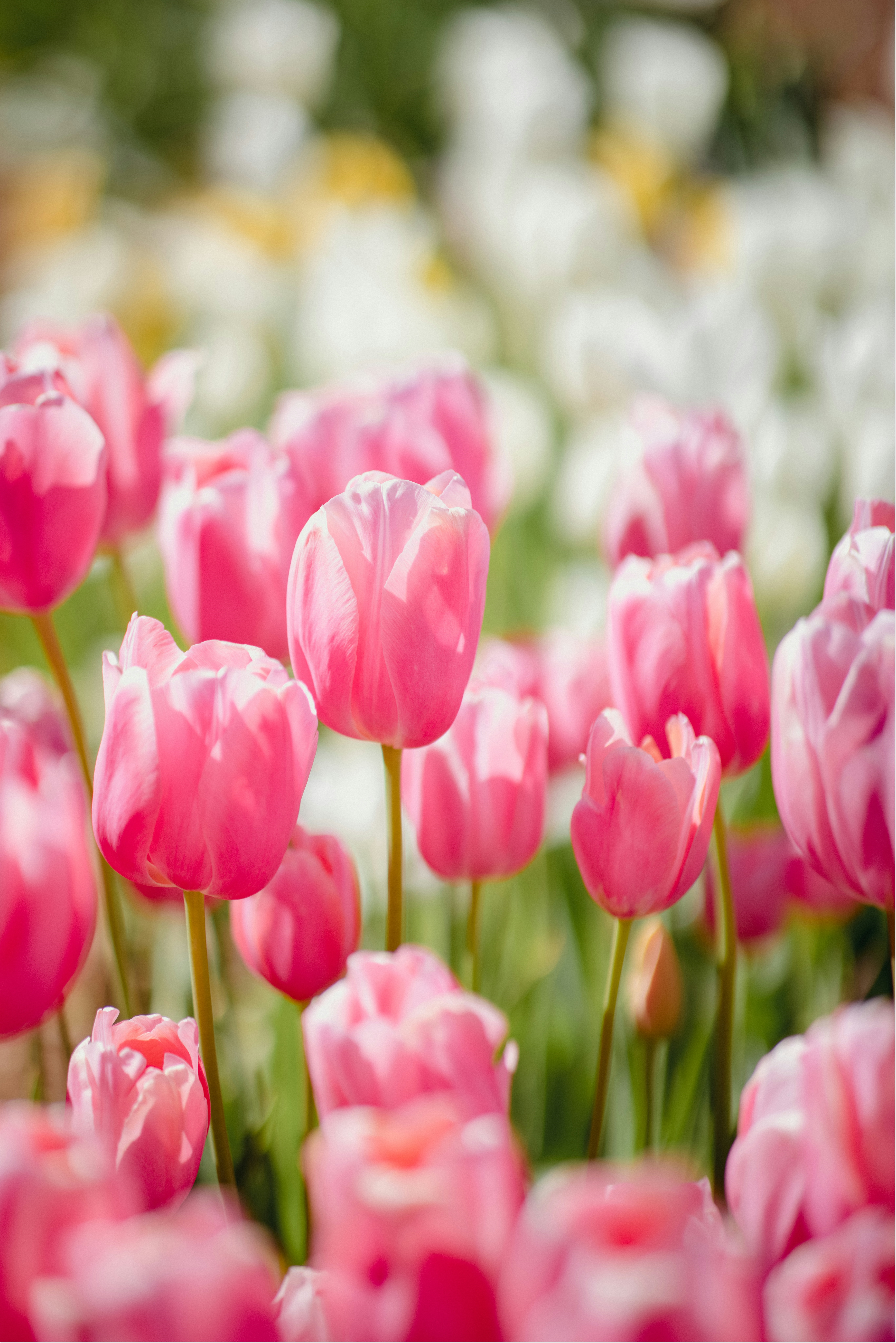태안 세계튤립 축제 가는길 입장료 개화율