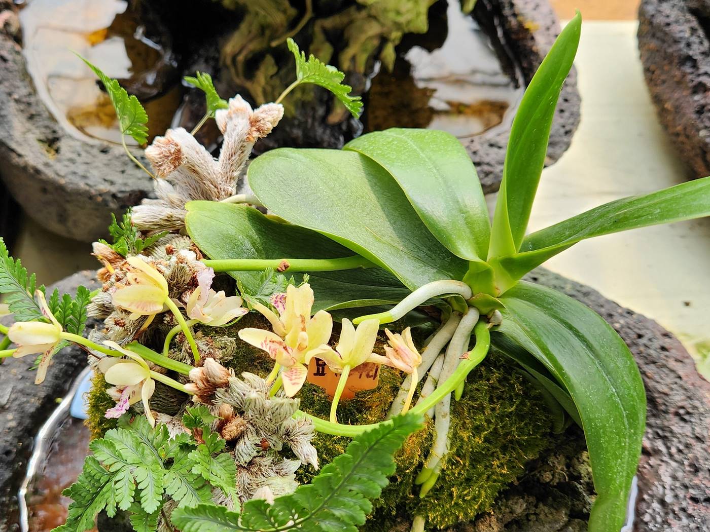 대엽풍란(나도풍란)