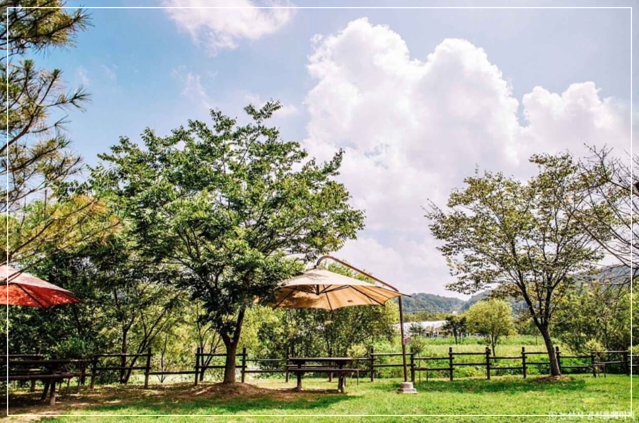 논산 가볼만한곳 베스트10 탑정호 출렁다리 & 수변생태공원