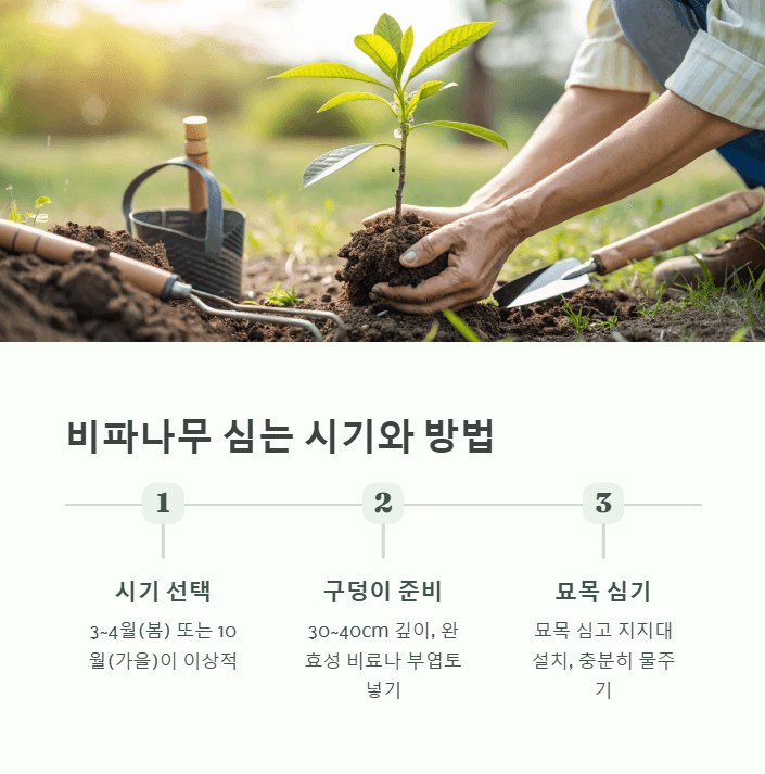 비파나무