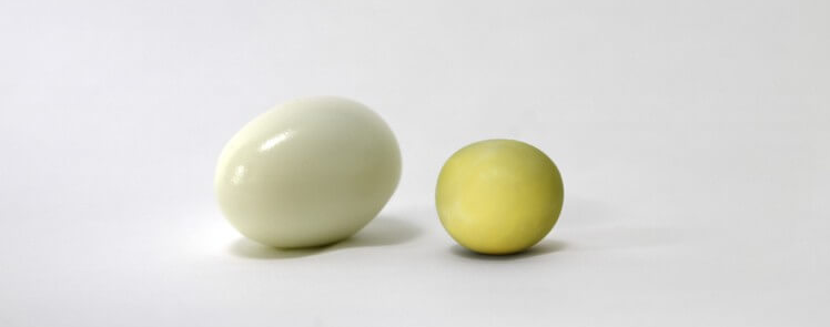계란-노른자-색깔