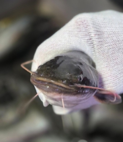 생생정보 장사의신 고양시 능곡역 송천 민물매운탕 손수제비 밀키트 