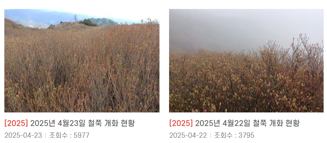 황매산 철쭉제 철쭉개화현황