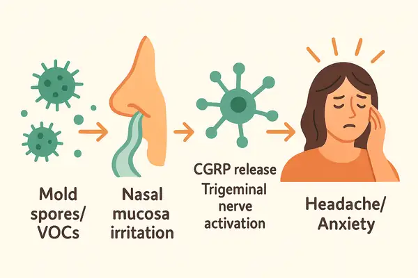 곰팡이 포자와 VOC 흡입 후 코 점막 자극, CGRP 분비 및 삼차 신경 활성화를 거쳐 두통과 불안을 유발하는 경로를 단계별로 나타낸 인포그래픽 일러스트