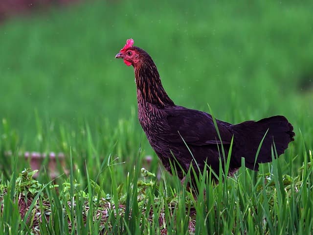 닭은 걸을 때 왜 고개를 흔들까? 닭의 걸음걸이에 숨은 과학